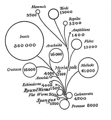 A page from George Hunter's Civic Biology.  Bryan objected to this page at the Scopes Trial.  By putting humans in among a small circle of "Mammals," Bryan objected, this chart misrepresented the central place of humanity in God's plan.