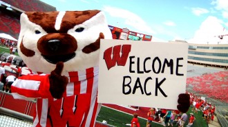 bucky badger