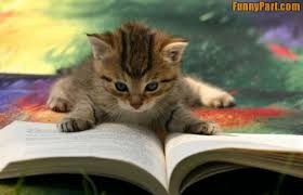 reading cat