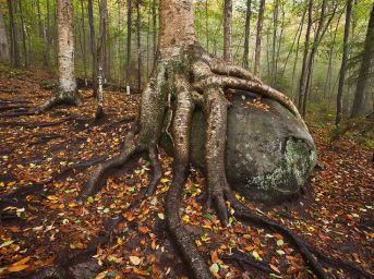 birch tree on a boulder REAL