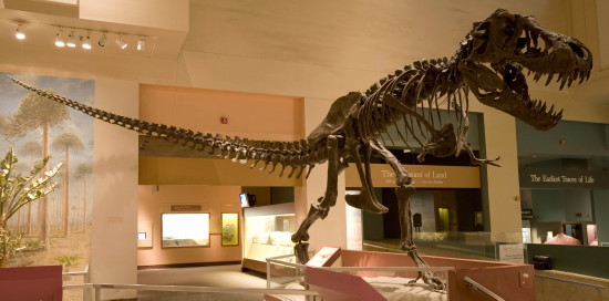 dinosaur hall smithsonian natural history museum t rex 550